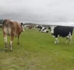 54头牛被偷 偷牛者朋友圈发自拍宣传 熟人作案损失惨重