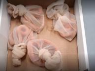 女子用丝袜装4条活蛇进境被查获 藏匿外来物种企图过关