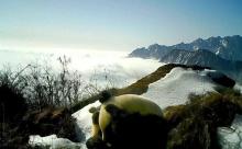 四川九頂山連續(xù)7年監(jiān)測(cè)到大熊貓 種群繁衍顯生機(jī)