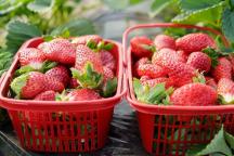 草莓這些年可冤死了 個(gè)大≠打了膨大劑