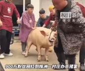 博主请老人吃杀猪宴被要2000元场地费 事件引发多方关注