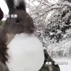 小松鼠为了坚果卖力啃雪 网友：板牙儿冰冰凉