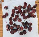 坏果多,胖东来下架全部智利车厘子 品质问题引关注