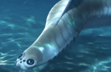 人类远古祖先或比二郎神多只眼，5亿年前人类祖先或有四只眼