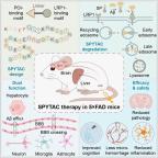 阿尔茨海默病治疗迎重要突破 智能清道夫带来新希望