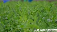 贵州豌豆尖100多元一斤仍有市场 生态优势助力品牌丰收