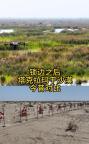男子在塔克拉玛干沙漠种上了绿植 锁边奇迹背后的科技与坚守