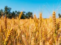 小麦涨涨涨！有2个好消息！两大利好支撑后市！