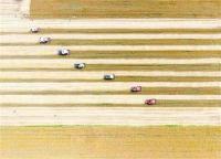 青岛47.71万亩小麦颗粒归仓 夏收全面铺开