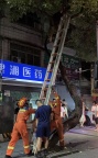 男子醉酒卡树上被消防员救下 网友：听说过喝酒上头的，没听过喝酒上树呀