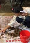 八毛八一只 有家庭一晚捉蝉350只 夏日增收新方式