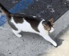 猫猫三伏天躺地撒娇被烫弹射逃跑 夏日炎炎，流浪猫求关爱