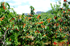 云南鲁甸：樱桃甜蜜上市 赴一场文旅之约