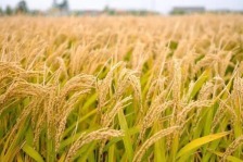 农业农村部：全国秋粮收获超过1.7亿亩进度达13.3%