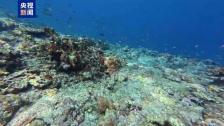 《黄岩岛珊瑚礁生态调查报告》发布