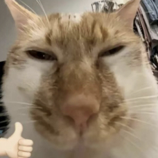 DeepSeek-V3.2系列开源,平衡实用与极致推理性能的新选择