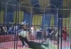 警方介入狗熊表演疑失控咬人 馬戲團(tuán)事件引關(guān)注