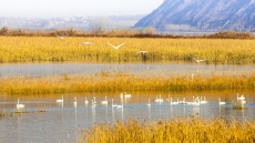 白天鹅从西伯利亚飞到黄河湿地过冬БелыелебедиприлетелиизСибириназимовкувводно-болотныеугодьярекиХуанхэ