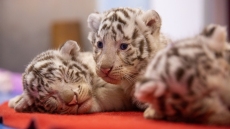 Три белых тигренка поздравили посетителей зоопарка в провинции Чжэцзян с наступающим годом Тигра