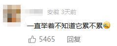 男子剪枝意外发现树枝螳螂 伪装高手一秒入戏