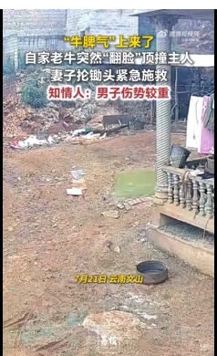 老牛突然发疯顶撞掀飞男主人 妻子抡锄头救下丈夫