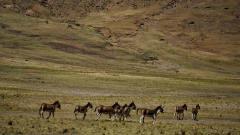 Le Tibet enregistre une augmentation constante de sa population d'animaux sauvages en voie de disparition