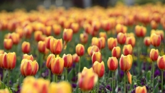Chine: tulipes au Henan