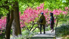 Beijing : les fleurs du Jardin botanique national de Chine attirent de nombreux visiteurs