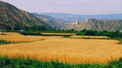 Gansu : les champs en friches transformés en terres fertiles