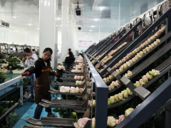 互联中国公益行动｜花开姚安：从产业振兴到“一老一小”守护