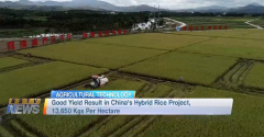 Good Yield Result in China’s Hybrid Rice Project, 13,650 Kgs Per Hectare