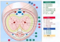 花生医疗男科专家严肃教授：静脉性ED可治，精准诊断是关键