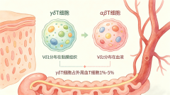 国内γδT细胞临床研究全景：IND获批爆发，IIT全面开花，细胞治疗新风口来袭