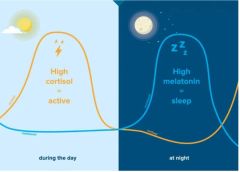 睡前运动:是助眠良方,还是睡眠杀手?