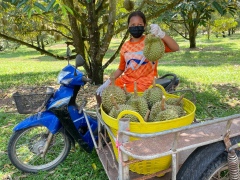 चीन की क्रय शक्ति से थाईलैंड के फल उत्पादकों को मिला फायदा