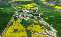 तिब्बत ने लगभग 2.67 लाख हेक्टेयर उच्च-मानक कृषि भूमि का निर्माण किया है