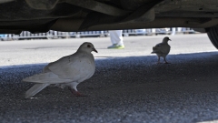 Tianjin: piccioni nascosti sotto veicoli per ripararsi dal sole