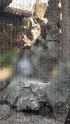 蘇州獅子林枇杷遭游客攀折