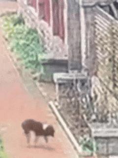 在家遭带狂犬病流浪狗咬伤女子发声