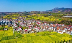 Golden sea of rapeseed blossoms beckons tourists to Hanzhong, Shaanxi