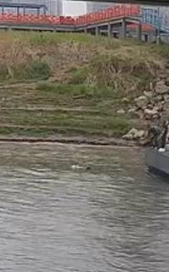 5名水上城管接力救回落水女子 11分钟生死救援