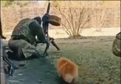 乌军操作榴弹发射器，猫都吓跑了