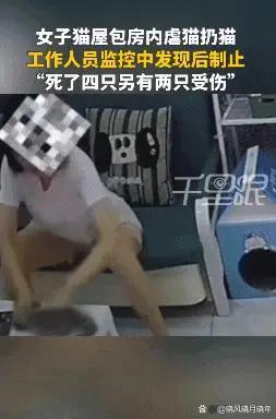 貓咖老板撕證件死磕虐貓顧客 奶貓之殤引發(fā)公憤