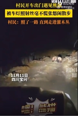 什么“神仙”经历！凌晨5点车灯一开照出2只大熊猫