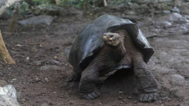 Descubren nueva especie de tortuga en las islas Galápagos