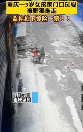 监控视频曝光：重庆3岁女童家门口玩耍被野猴拖走