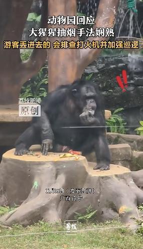 动物园回应大猩猩抽烟手法娴熟