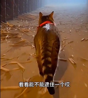 狗狗猫猫被迫上班吐槽两脚兽 
