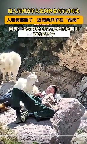 路人拍到放羊人的午后时刻 还有两只羊在"站岗"