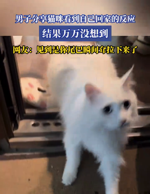 男子分享貓咪看到自己回家的反應(yīng) 網(wǎng)友：見到是你尾巴瞬間耷拉下來了